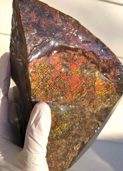 8" Double-Sided Ammolite Display Stone  Huge Fossil Section Piece 205mm 8" Collector Stone Home Décor  - CS-222***アンモライト 大型両面　コレクターストーン Free shipping