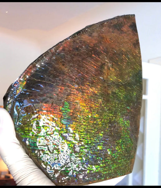 8" Double-Sided Ammolite Display Stone  Huge Fossil Section Piece 205mm 8" Collector Stone Home Décor  - CS-222***アンモライト 大型両面　コレクターストーン Free shipping