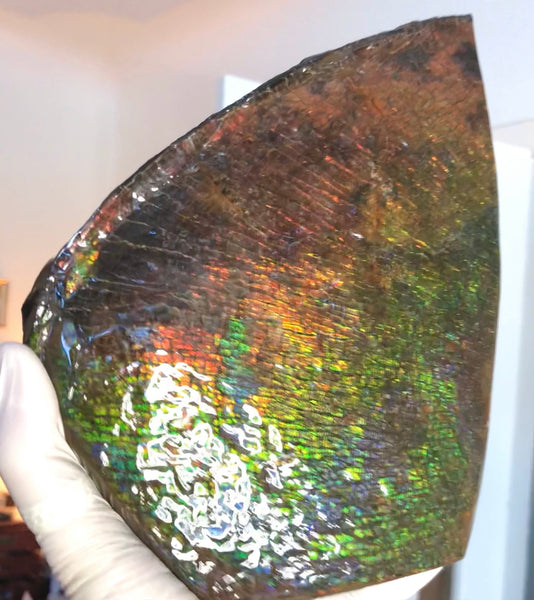 8" Double-Sided Ammolite Display Stone  Huge Fossil Section Piece 205mm 8" Collector Stone Home Décor  - CS-222***アンモライト 大型両面　コレクターストーン Free shipping