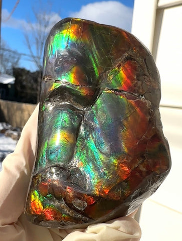 Baculite  Ammolite  Ammonite Partial Fossil  Hand Specimen Home Décor, CS-237***アンモライト 斑彩石 コレクターストーン Free shipping!