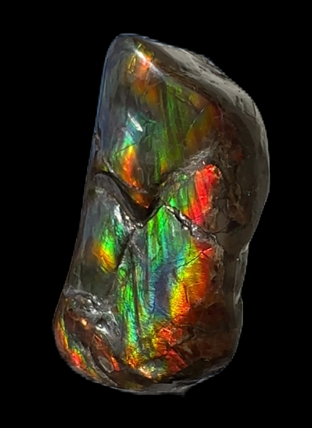 Baculite  Ammolite  Ammonite Partial Fossil  Hand Specimen Home Décor, CS-237***アンモライト 斑彩石 コレクターストーン Free shipping!