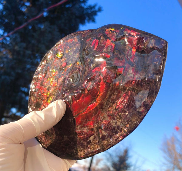 5.78" Ammolite Placenticeras Intercalare ***Free Shipping***  AF-78  Ammolite  Ammonite Fossil