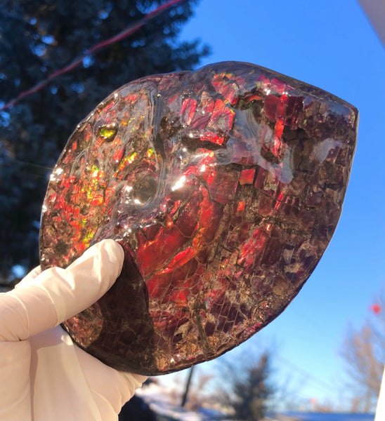 5.78" Ammolite Placenticeras Intercalare ***Free Shipping***  AF-78  Ammolite  Ammonite Fossil