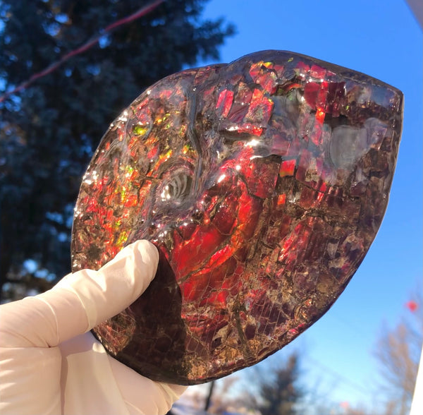 5.78" Ammolite Placenticeras Intercalare ***Free Shipping***  AF-78  Ammolite  Ammonite Fossil