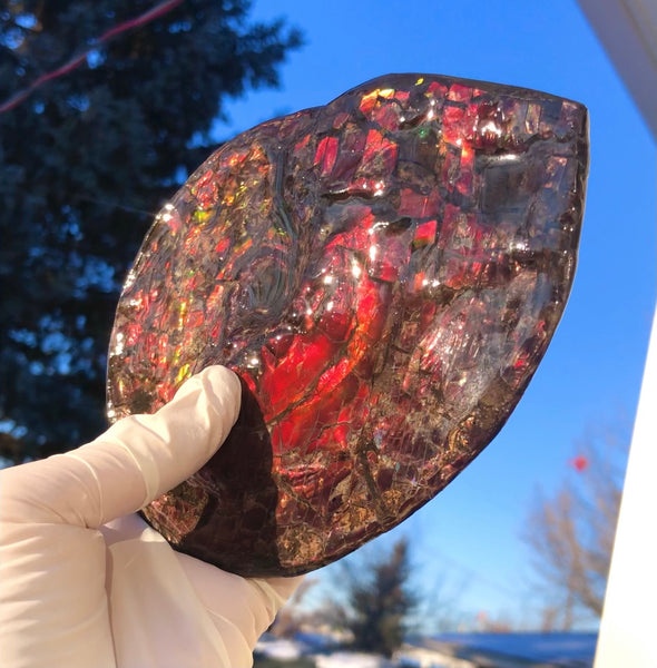 5.78" Ammolite Placenticeras Intercalare ***Free Shipping***  AF-78  Ammolite  Ammonite Fossil