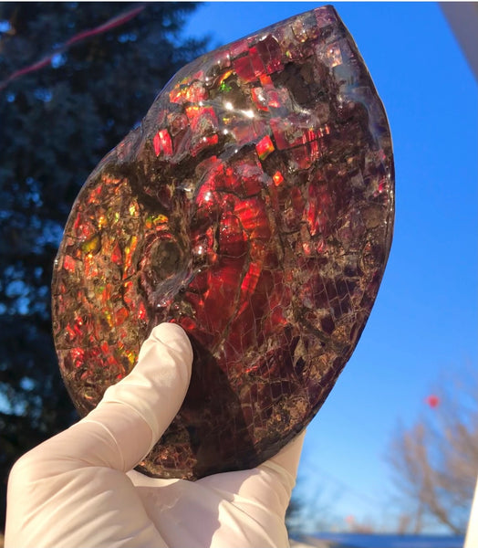 5.78" Ammolite Placenticeras Intercalare ***Free Shipping***  AF-78  Ammolite  Ammonite Fossil