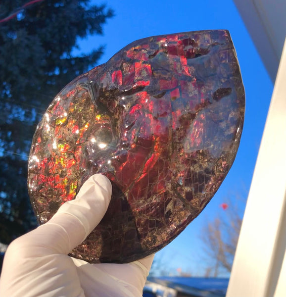 5.78" Ammolite Placenticeras Intercalare ***Free Shipping***  AF-78  Ammolite  Ammonite Fossil