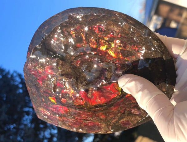 5.78" Ammolite Placenticeras Intercalare ***Free Shipping***  AF-78  Ammolite  Ammonite Fossil