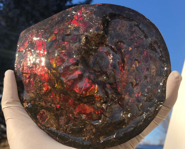 5.78" Ammolite Placenticeras Intercalare ***Free Shipping***  AF-78  Ammolite  Ammonite Fossil