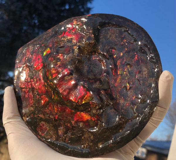 5.78" Ammolite Placenticeras Intercalare ***Free Shipping***  AF-78  Ammolite  Ammonite Fossil