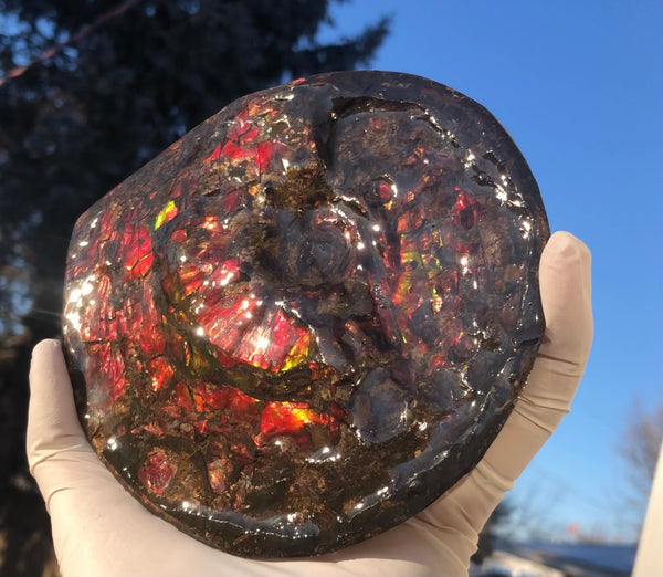 5.78" Ammolite Placenticeras Intercalare ***Free Shipping***  AF-78  Ammolite  Ammonite Fossil