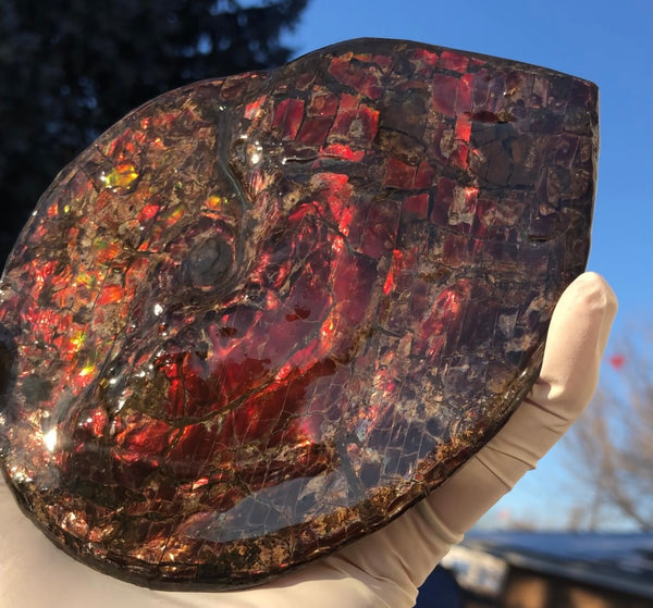 5.78" Ammolite Placenticeras Intercalare ***Free Shipping***  AF-78  Ammolite  Ammonite Fossil