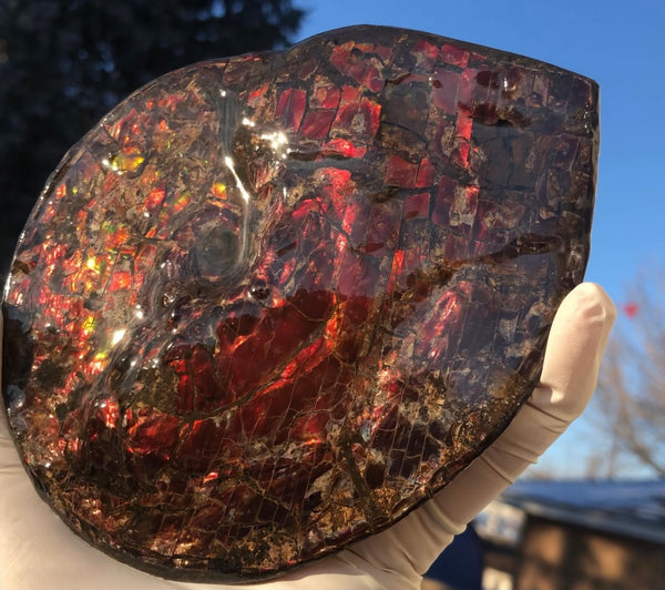 5.78" Ammolite Placenticeras Intercalare ***Free Shipping***  AF-78  Ammolite  Ammonite Fossil