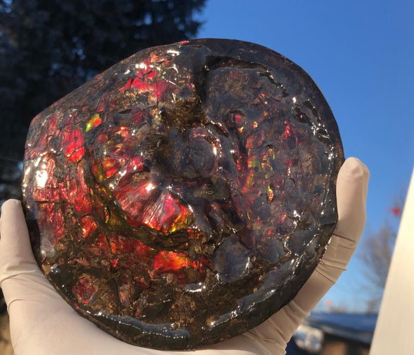 5.78" Ammolite Placenticeras Intercalare ***Free Shipping***  AF-78  Ammolite  Ammonite Fossil