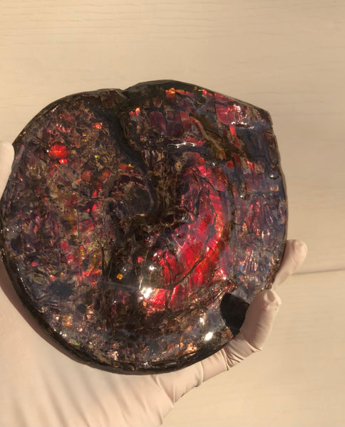 5.78" Ammolite Placenticeras Intercalare ***Free Shipping***  AF-78  Ammolite  Ammonite Fossil