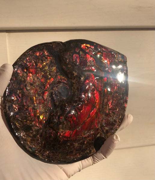 5.78" Ammolite Placenticeras Intercalare ***Free Shipping***  AF-78  Ammolite  Ammonite Fossil