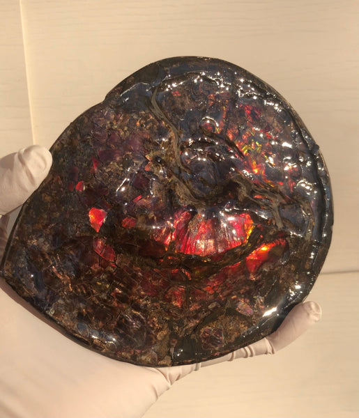 5.78" Ammolite Placenticeras Intercalare ***Free Shipping***  AF-78  Ammolite  Ammonite Fossil