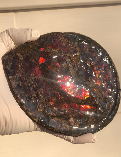 5.78" Ammolite Placenticeras Intercalare ***Free Shipping***  AF-78  Ammolite  Ammonite Fossil