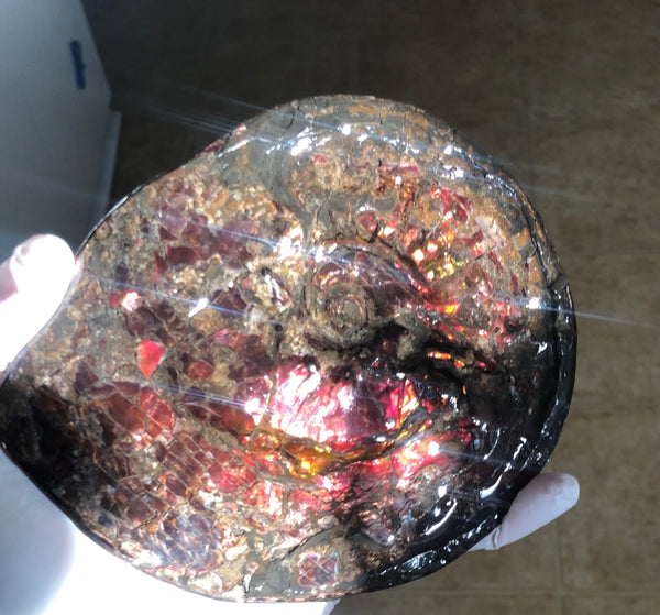 5.78" Ammolite Placenticeras Intercalare ***Free Shipping***  AF-78  Ammolite  Ammonite Fossil