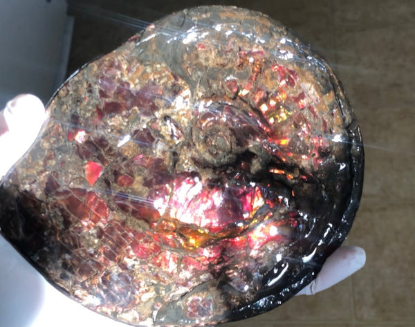 5.78" Ammolite Placenticeras Intercalare ***Free Shipping***  AF-78  Ammolite  Ammonite Fossil