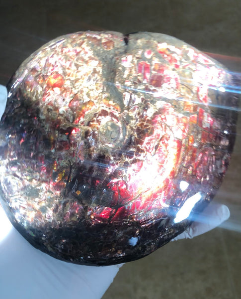 5.78" Ammolite Placenticeras Intercalare ***Free Shipping***  AF-78  Ammolite  Ammonite Fossil