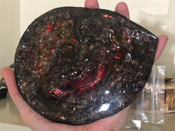 5.78" Ammolite Placenticeras Intercalare ***Free Shipping***  AF-78  Ammolite  Ammonite Fossil