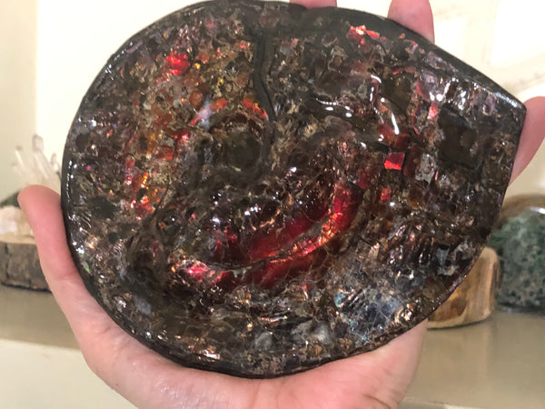 5.78" Ammolite Placenticeras Intercalare ***Free Shipping***  AF-78  Ammolite  Ammonite Fossil