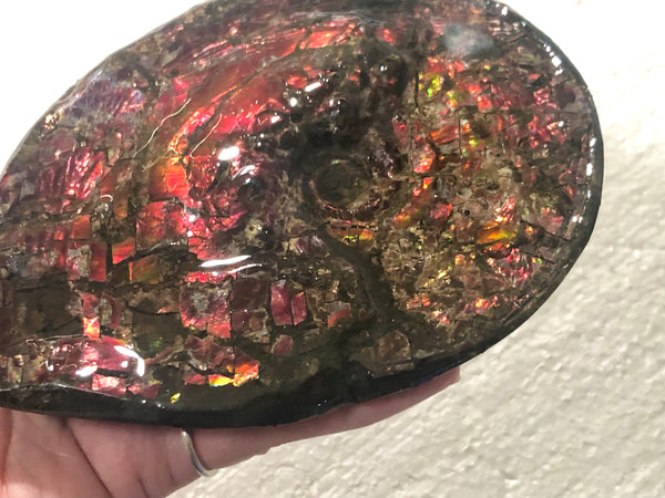 5.78" Ammolite Placenticeras Intercalare ***Free Shipping***  AF-78  Ammolite  Ammonite Fossil