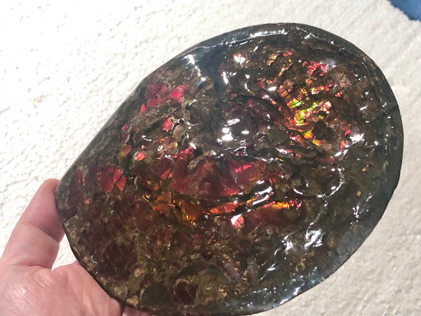 5.78" Ammolite Placenticeras Intercalare ***Free Shipping***  AF-78  Ammolite  Ammonite Fossil