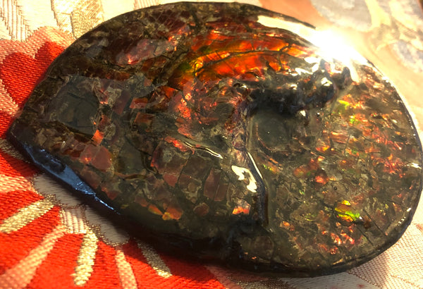 5.78" Ammolite Placenticeras Intercalare ***Free Shipping***  AF-78  Ammolite  Ammonite Fossil