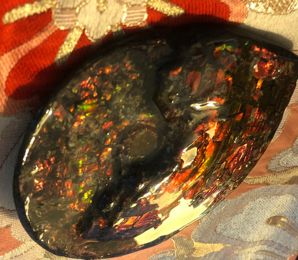 5.78" Ammolite Placenticeras Intercalare ***Free Shipping***  AF-78  Ammolite  Ammonite Fossil