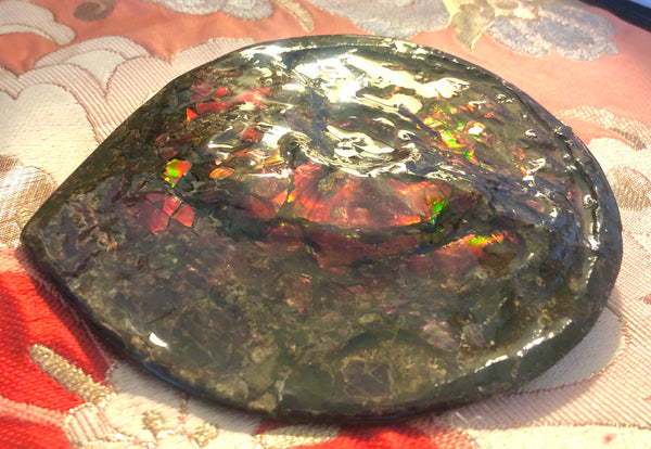 5.78" Ammolite Placenticeras Intercalare ***Free Shipping***  AF-78  Ammolite  Ammonite Fossil
