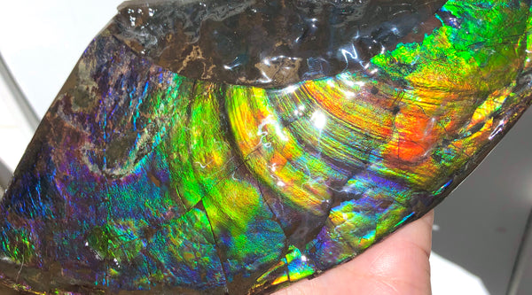 AAA DOUBLE-SIDED 220 x100mmx17m Collector Stone - CS-198  ***FREE SHIPPING****アンモライト　コレクターストーン