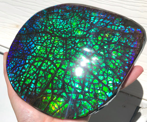 173 x145mmx18m HUGE Collector Stone Specimen- CS-197  ***FREE SHIPPING****アンモライト　コレクターストーン