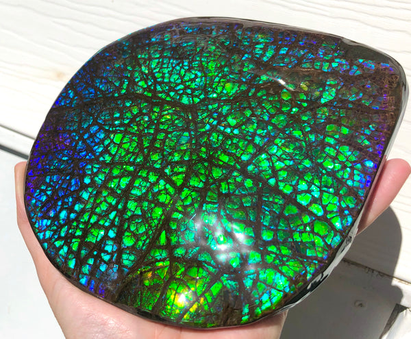 173 x145mmx18m HUGE Collector Stone Specimen- CS-197  ***FREE SHIPPING****アンモライト　コレクターストーン