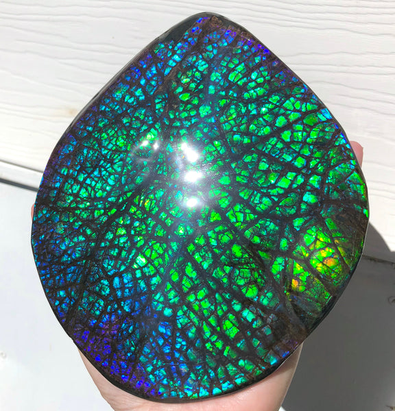 173 x145mmx18m HUGE Collector Stone Specimen- CS-197  ***FREE SHIPPING****アンモライト　コレクターストーン