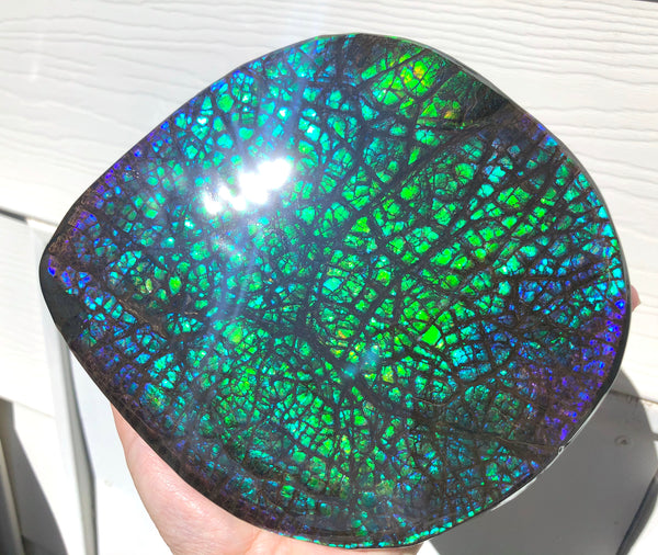 173 x145mmx18m HUGE Collector Stone Specimen- CS-197  ***FREE SHIPPING****アンモライト　コレクターストーン