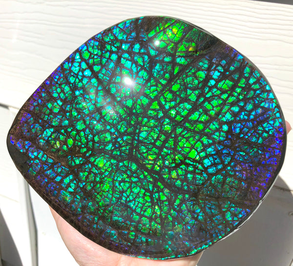 173 x145mmx18m HUGE Collector Stone Specimen- CS-197  ***FREE SHIPPING****アンモライト　コレクターストーン