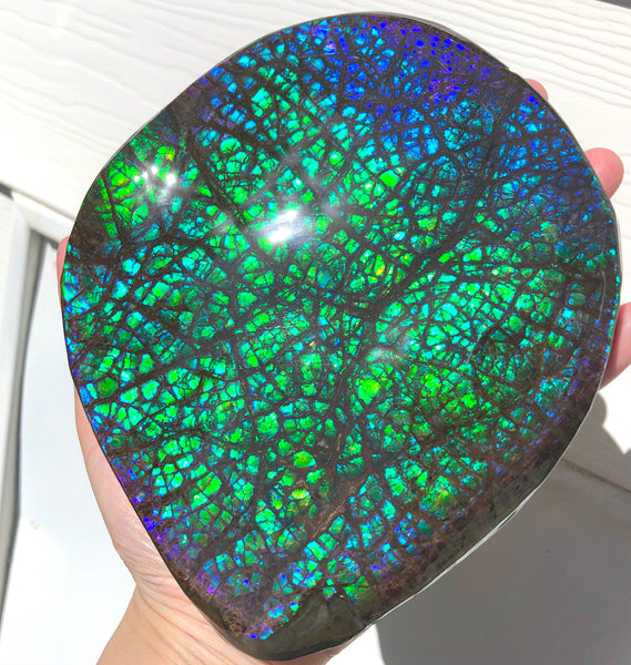 173 x145mmx18m HUGE Collector Stone Specimen- CS-197  ***FREE SHIPPING****アンモライト　コレクターストーン