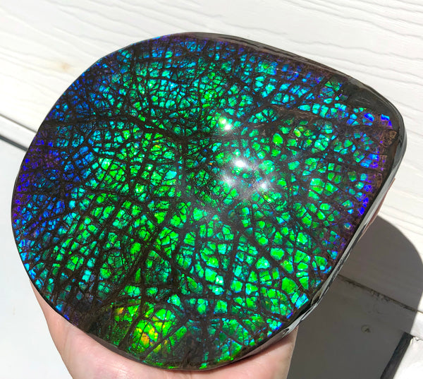 173 x145mmx18m HUGE Collector Stone Specimen- CS-197  ***FREE SHIPPING****アンモライト　コレクターストーン