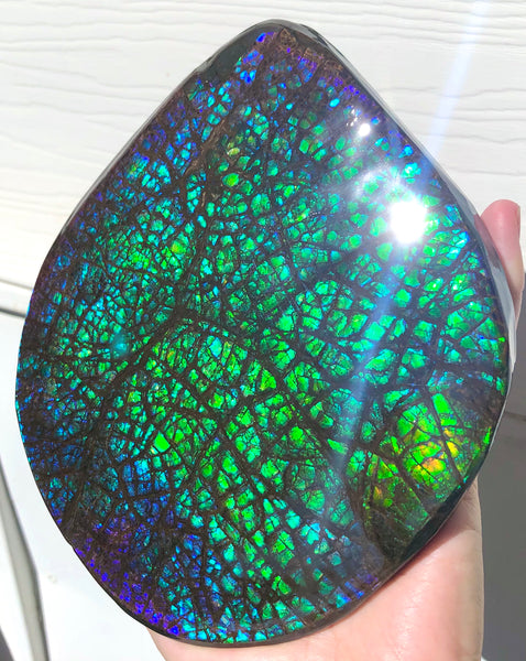 173 x145mmx18m HUGE Collector Stone Specimen- CS-197  ***FREE SHIPPING****アンモライト　コレクターストーン