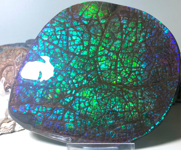 173 x145mmx18m HUGE Collector Stone Specimen- CS-197  ***FREE SHIPPING****アンモライト　コレクターストーン