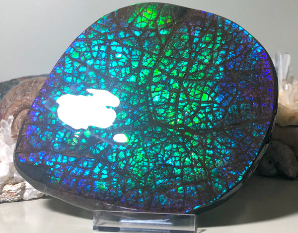 173 x145mmx18m HUGE Collector Stone Specimen- CS-197  ***FREE SHIPPING****アンモライト　コレクターストーン