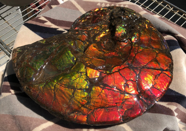 Make an offer or buy it now! AF-81  Ammonite Fossil - Placenticeras costatum　Ammolite **FREE SHIPPING***　
