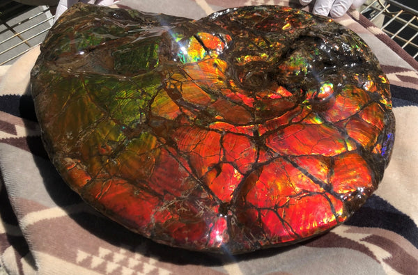 Make an offer or buy it now! AF-81  Ammonite Fossil - Placenticeras costatum　Ammolite **FREE SHIPPING***　