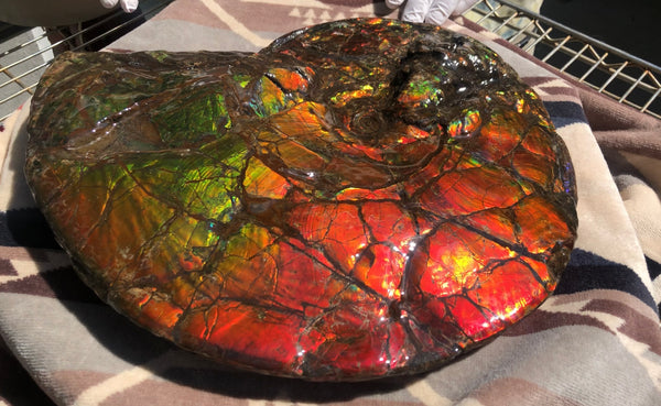 Make an offer or buy it now! AF-81  Ammonite Fossil - Placenticeras costatum　Ammolite **FREE SHIPPING***　