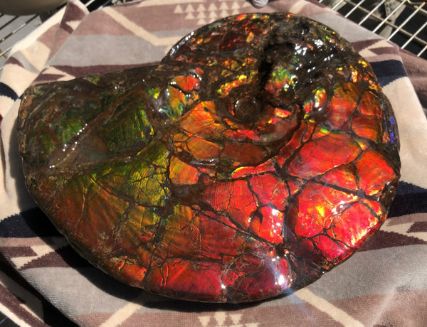 Make an offer or buy it now! AF-81  Ammonite Fossil - Placenticeras costatum　Ammolite **FREE SHIPPING***　