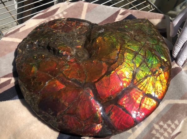 Make an offer or buy it now! AF-81  Ammonite Fossil - Placenticeras costatum　Ammolite **FREE SHIPPING***　