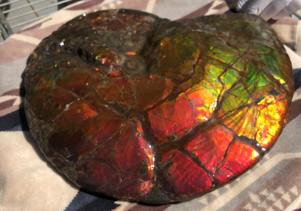 Make an offer or buy it now! AF-81  Ammonite Fossil - Placenticeras costatum　Ammolite **FREE SHIPPING***　