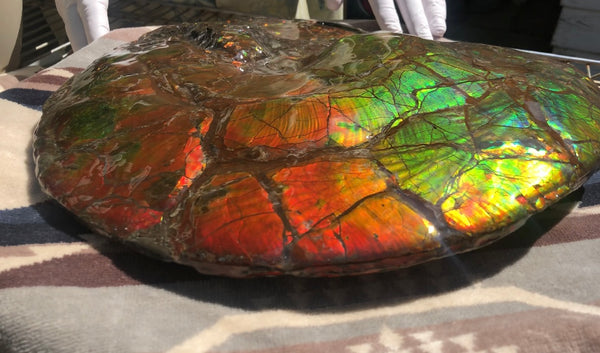 Make an offer or buy it now! AF-81  Ammonite Fossil - Placenticeras costatum　Ammolite **FREE SHIPPING***　